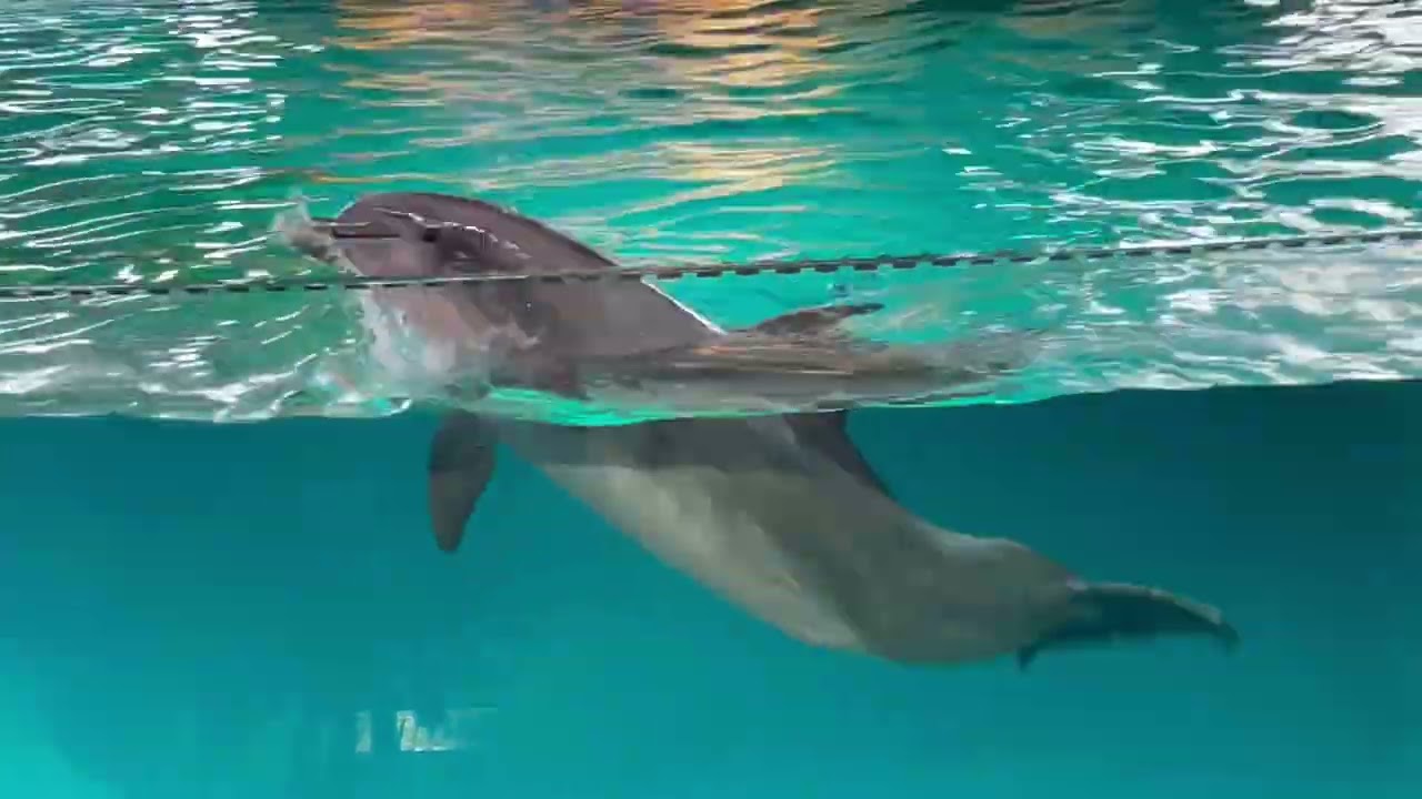 Sea World Abu Dhabi dolphin show  #seaworld #abudhabi #dolphin 
