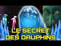 Ce que les dauphins nous racontent vraiment  le lore des dauphins