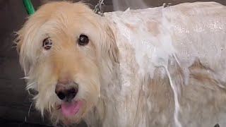 Cute senior Goldendoodle dog gets the royal treatment