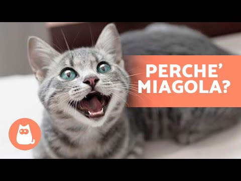 Video: I proprietari di cani possono essere più attraenti dei proprietari di gatti