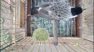 kutilang rasa sikatan londo,cililin,cabak kota,kapas tembak