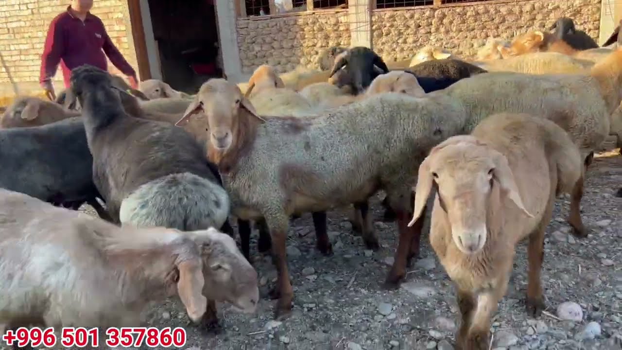 Этке 🥩 багылган 1 жашар КОЧКОРлор 🐏 сатылат
