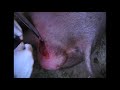 Кастрация здорового кабана в одиночку / castration of boar