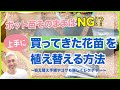 ポット苗そのままはNG!?　買ってきた花苗を上手に植える方法
