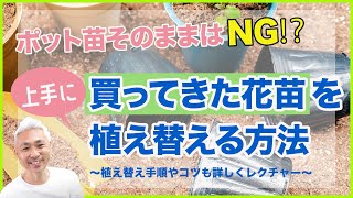 ポット苗そのままはNG!?　買ってきた花苗を上手に植える方法