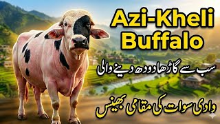 Azekheli An Indigenous Buffalo of Swat Valley | Sub Say Ghada Doodh Denay Wali Bhains