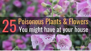 25 Poisonous Plants & Flowers You Might Have At Your House | Blissed Zone