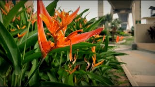 Explore Jembatan Siak Sri Indrapura#Cinematic video