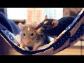 Einstein & Darwin | Adorable Pet Rats! ♥