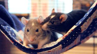 Einstein & Darwin | Adorable Pet Rats! ♥