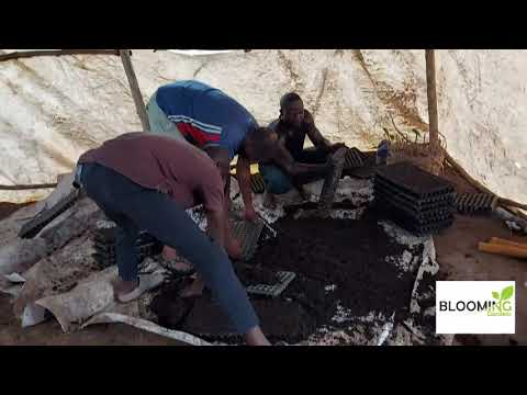 Using Cocopeat with Manure to Raise Your Nursery Plants.