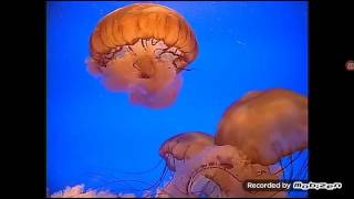 Let's Watch Baby Neptune Aquarium Segment (40 Subs Special Part 4 Final Part)