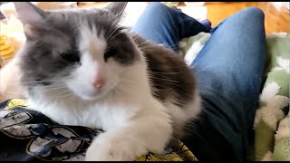 2024-04-20 Micro by Kitten Academy 2,485 views 11 days ago 9 minutes, 5 seconds