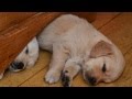 Golden Retriever Puppy&#39;s - Photo Shoot by GRVO TV