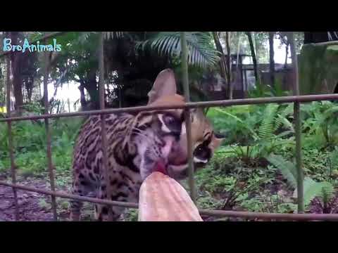 ПРИКОЛЫ С ЖИВОТНЫМИ подборка ¦ FUN WITH ANIMALS compilation
