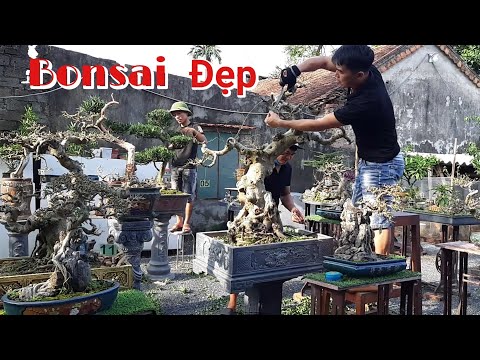 #1 Hướng dẫn cách chọn cây phôi bonsai và cách chăm sóc bonsai đẹp và khỏe | NTH Nhịp Sống 24h Mới Nhất