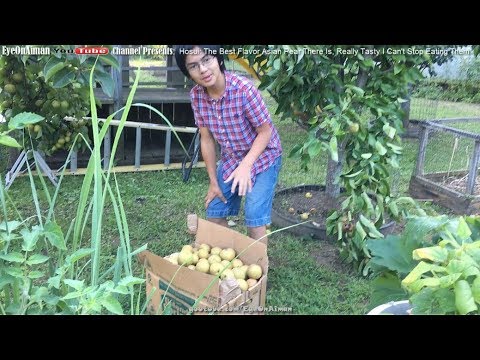 Βίντεο: Τι είναι ένα ασιατικό αχλάδι Kosui: Πώς να καλλιεργήσετε ασιατικά αχλάδια Kosui