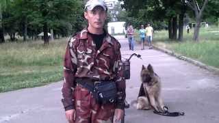 Видео урок с собакой. Видео урок с собакой.