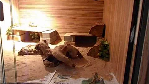 Feeding Mojave Rattlesnake (C. scutulatus)