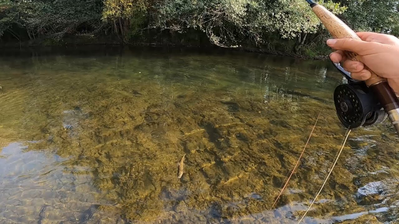 Truchas a pez visto y con muelle   Condado II