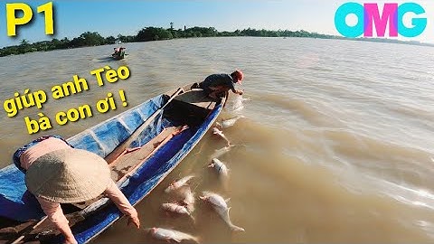 Kỷ Lục Mới Sông Tiền, Cá Xổ Đâm Lưới Như Cá Ao Nuôi Phần 1 #66TV #sănbắtđồngtháp #mekongriverfish