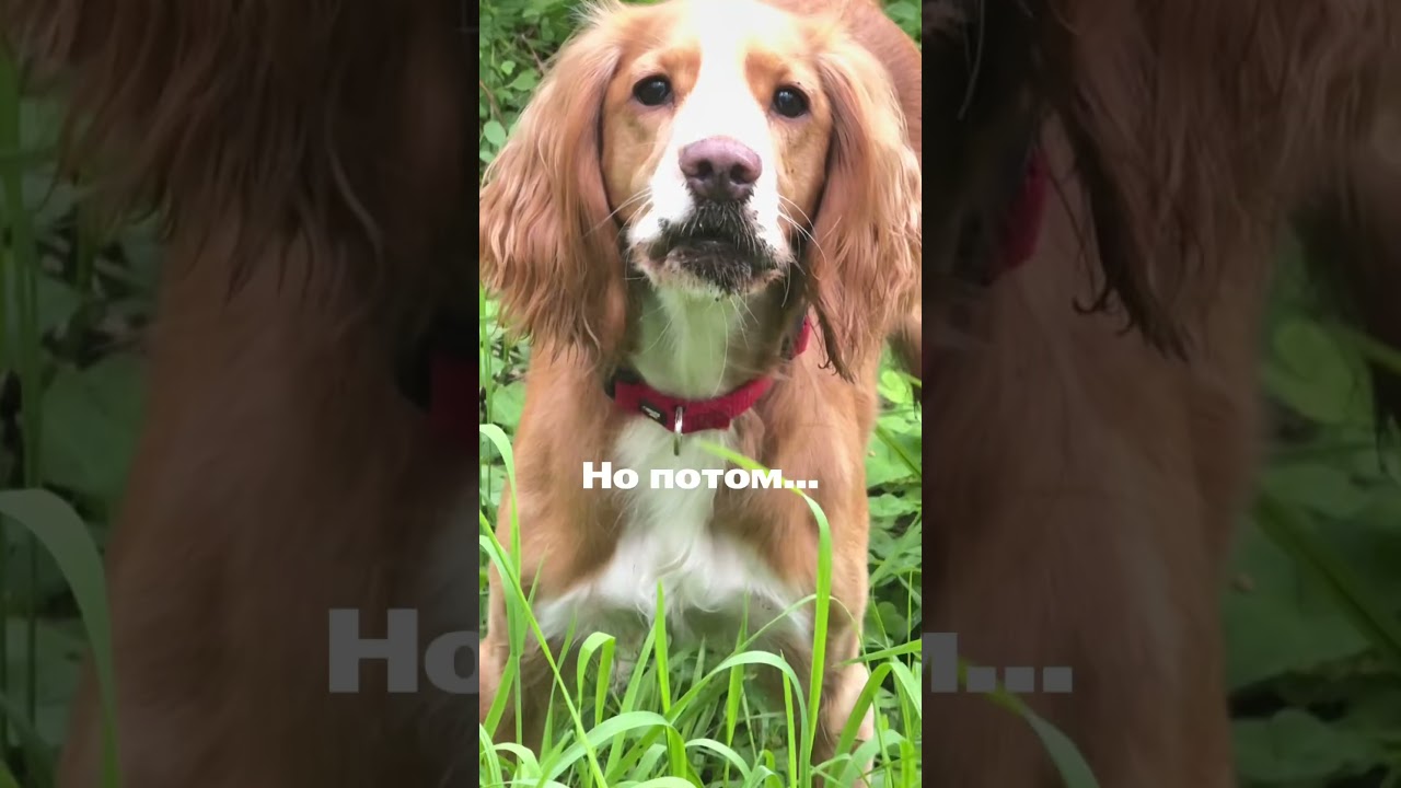 артикул на пробиотик, который спасает ЖКТ моей собаки от неприятностей 