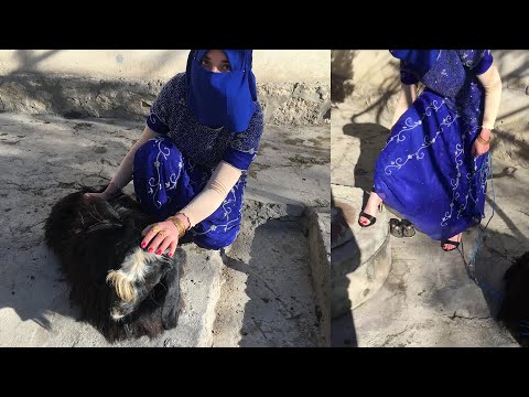 woman butcher goat/Educational video with Ahoo