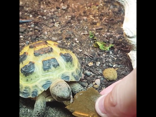 repashy tortoise