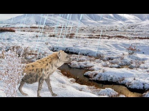 Hyena finds a buffalo calf all alone