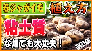 #8.じゃがいもの育て方【植えつけ】粘土質な畑でも大丈夫！【失敗しないコツ】