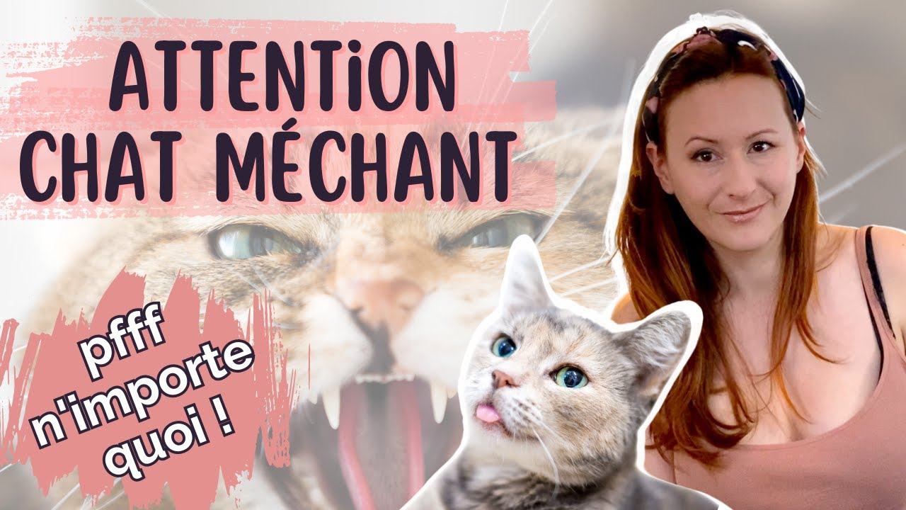 Attention Chat Mechant Youtube