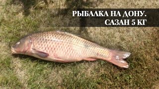 Рыба на Дону. Сазан 5 кг.