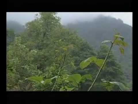 ლაზეთის ბულბული (ნაწყვეტი)