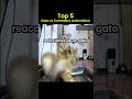 Top 5 sustos de un gato con el comedero automático