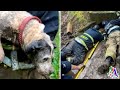 Бедный пёс застрял в канализации и мог погибнуть, но пожарные спасли его вовремя