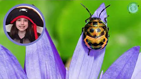 UFLI Lesson 21 - S (z)