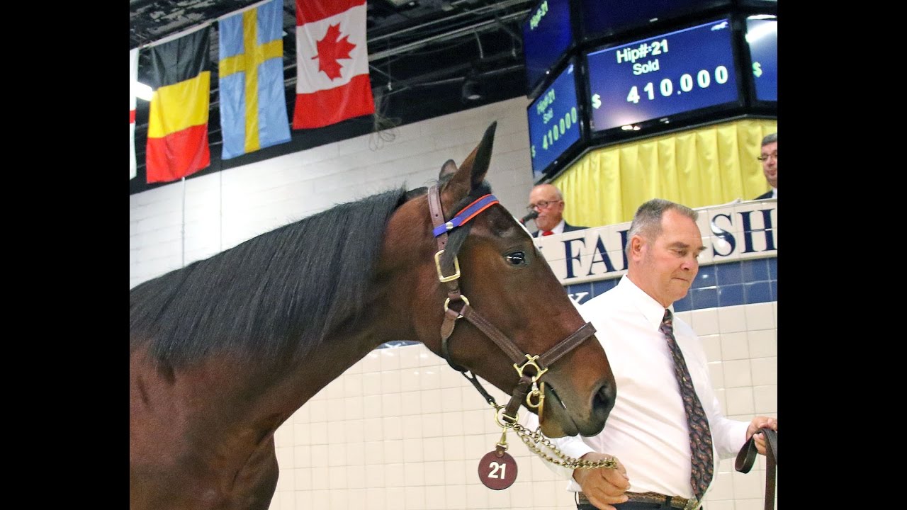 2016 Standardbred Horse Sale YouTube