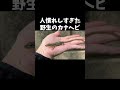 人慣れしすぎた野生のカナヘビが可愛すぎるw
