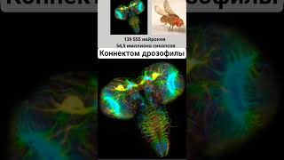 коннектом дрозофилы #мозг #нейробиология #наука #shorts