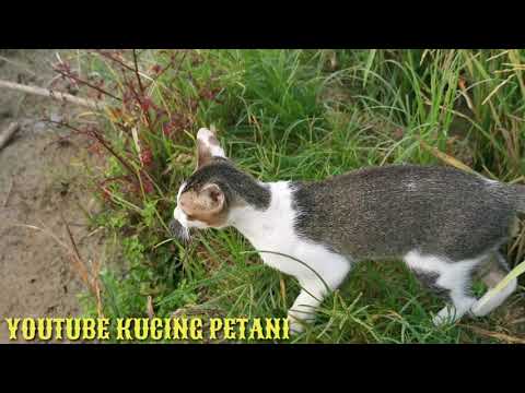 Video: Bagaimana Kucing Berburu