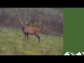 Hunting big Hungarian red stags