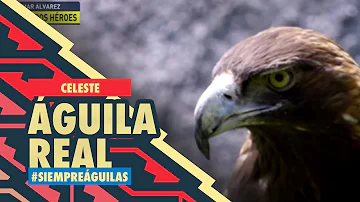 ¿Cómo se llama la mascota del águila del América?