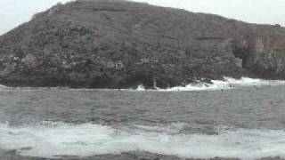 Video Avistamiento de lobos.AVI