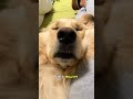 Super Simba, reporting for “Dooty” 😏🐶 Your dog’s poop tells a story… and thanks to Source Pet ,