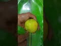 art#fruit#mosambi#beautiful mosambi bracelet making#simple mosambi bracelet carving#mosambi bracelet