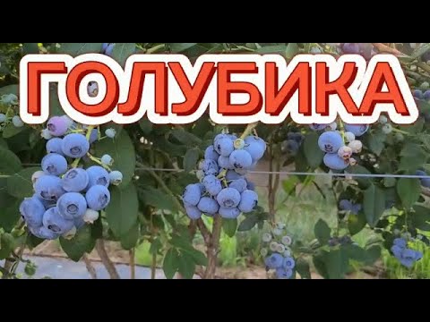 ЛЮБИМАЯ ЯГОДА АМЕРИКАНЦЕВ. ЯГОДА, КОТОРАЯ СОБИРАЕТСЯ ЗА 30 МИНУТ. СБОР ГОЛУБИКИ НА ПОЛЯХ.