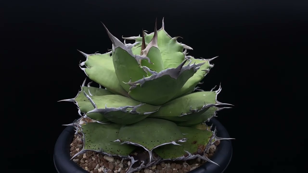 アガベ チタノタ ノーネーム／ Agave titanota - YouTube