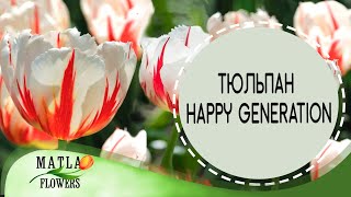 Тюльпан Happy Generation
