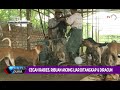 Cegah Rabies di Myanmar, Ribuan Anjing Liar Dibantai Hingga Diracun