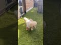 #トイプードル #犬のいる生活
